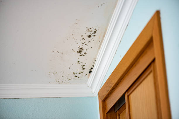Professional Mold Remediation in Commerce City, CO